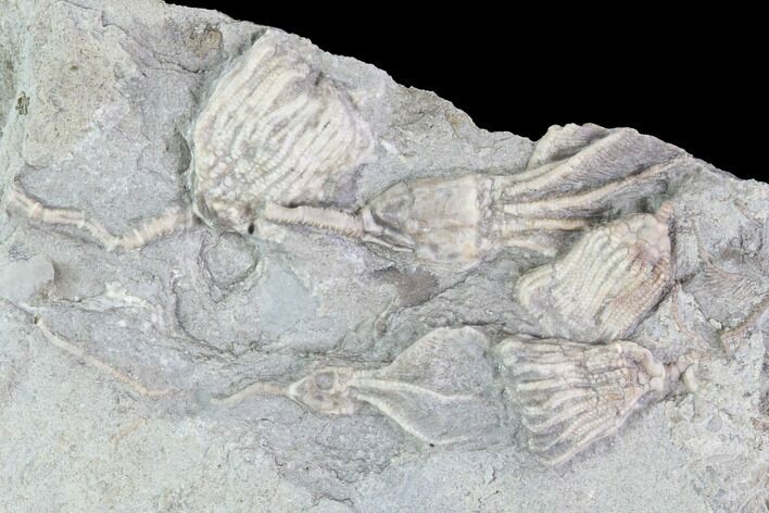 Crinoid Fossils ( Species) - Gilmore City, Iowa #88853
